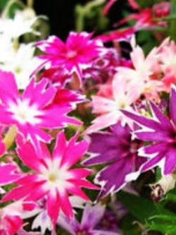 ฟลอกซ์ดาว (Phlox Twinkle Star) คละ / 600 เม็ด (UK)