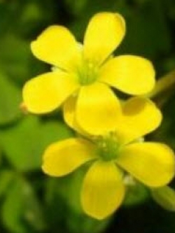 โคลเวอร์ (Clover) สีเหลือง / 100 เม็ด