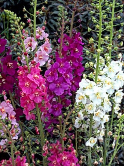 มัลเลน (Mullein / Verbascum) คละ / 3,000 เม็ด (UK)*