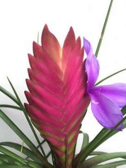 ทิลแลนด์เซีย (Purple Tillandsia) สีม่วง / 20 เม็ด (China)