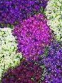 ไลแลค (Lilac) คละ / 30 เม็ด (นอก)