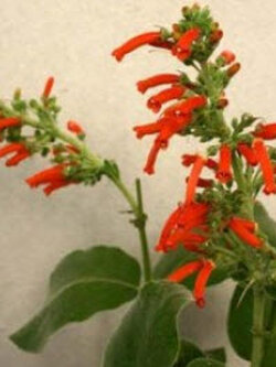 ซินนิงเกีย (Sinningia Macrostachya) / 50 เม็ด (UK)