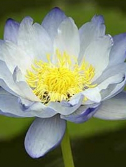 บัวไจกันเตีย (Jigantia) สีฟ้า / 100 เม็ด