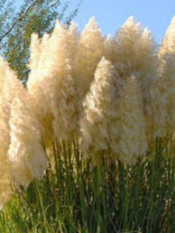 หญ้าภูเขา (Pampas grass) สีขาว / 200 เม็ด (UK)