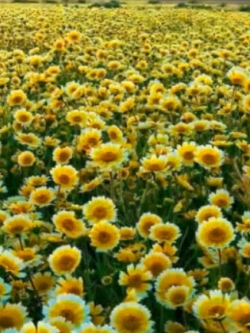 ไข่ดาว (Coastal Tidy Tips) / 500 เม็ด (UK)