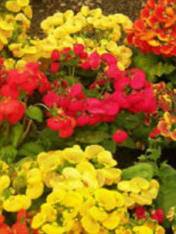 คาลซีโอลาเรีย (Calceolaria) คละ / ซอง 30 เม็ด (A150)