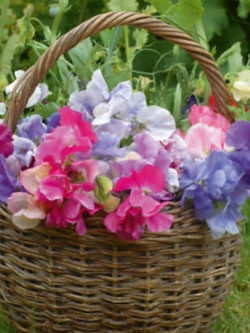 สวีทพี รอยัล แฟมิลี่ (Sweet Pea Royal Family) คละ / 25 เม็ด (USA)