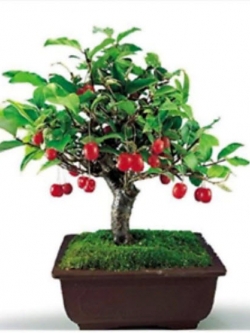 บ๊วย บอนไซ / 10 เม็ด (นอก)