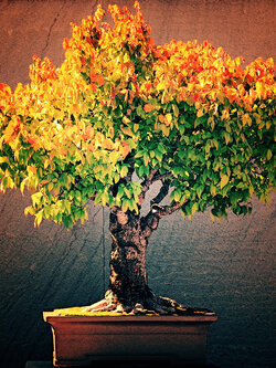 เซลโควาญี่ปุ่น (Zelkova Japanese) บอนไซ / 5 เม็ด (Poland)