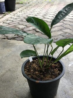 ต้นคล้ากาหว่า กระถาง 8 นิ้ว