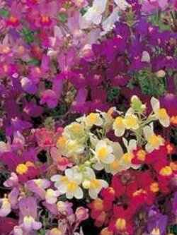 โทดแฟล็กซ์ (Morracan Toadflax) คละ / 150 เม็ด (USA)