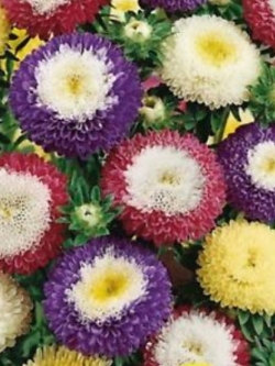 แอสเตอร์ พอมพอนน่า (Aster Pomponna) คละ / 100 เม็ด (Ukraine)