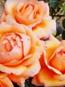 กุหลาบพวงสีส้ม พันธุ์ Lady Marmalade / 50 เม็ด (นอก)