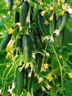 แตงกวาญี่ปุ่นลูกยาว / 50 เม็ด