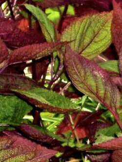 ชิโสะ สองสี (Perilla Frutescens / Shiso - Bi Coloured) / 300 เม็ด (UK)