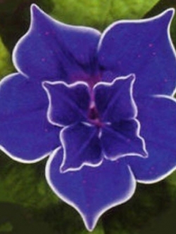 มอนิ่ง กลอรี่ (Morning glory - Blue Picotee) / 25 เม็ด (หายาก)