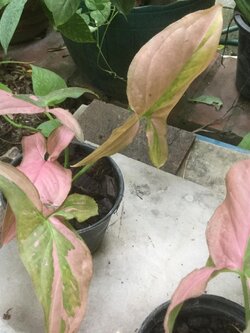 ต้นเงินไหลมา ด่างชมพู (Tricolor Nephthytis) กระถาง 3 นิ้ว / ต้น