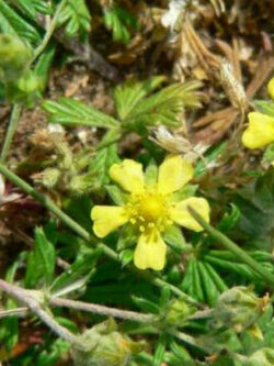 ซินคิวฟอยล์ (Cinquefoil / Potentilla argentea) สีเหลือง / 50 เม็ด (Hungary)