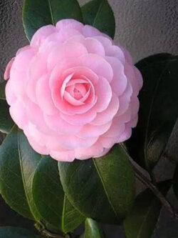 ต้นคาเมเลีย คามิเลีย Camellia ดอกชมพู อายุ 4 ปี+ ต้นไม้นำเข้า