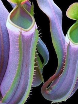 หม้อข้าวหม้อแกงลิง สีม่วง / 100 เม็ด