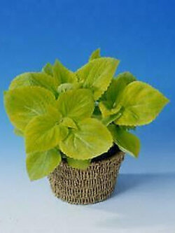 ฤาษีผสมใบเขียว (Coleus - Lime) / 10 เม็ด (UK)