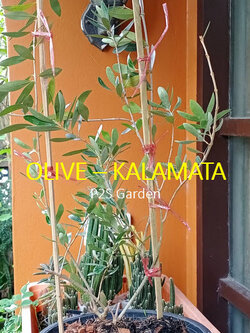 ต้นมะกอกโอลีฟ (Olive - kalamata) สูง 70-90 ซ.ม. (Greece)