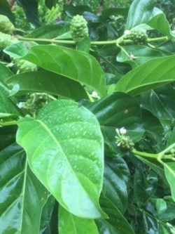 ยอบ้าน (Great Morinda) / 20 เม็ด (ไทย)