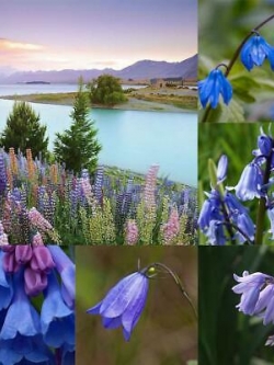 บลูเบลล์ (Bluebell) / 20 เม็ด (Malaysia)