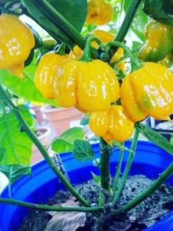 พริก 7 Pot Primo เหลือง / 10 เม็ด (USA)