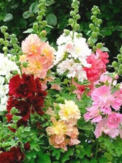 ฮอลลี่ฮ็อค (Hollyhock - Majorette Double) คละ / 200 เม็ด (UK)*