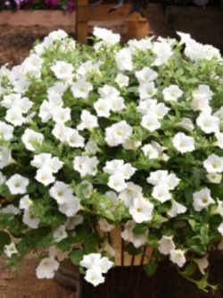 พิทูเนียเลื้อย (Trailing Petunia) ขาว / 5,000 เม็ด (Serbia)