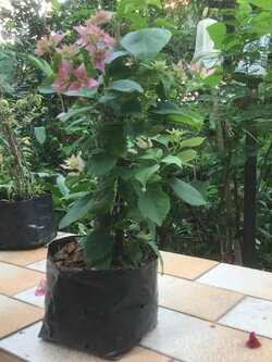 ต้นเฟื่องฟ้า พุ่มพวง สูง 30-50 ซ.ม. / ต้น