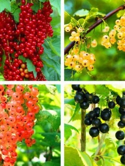 โทงเทงจีน / เคป กู๊สเบอรี่ คละสีแดง-ดำ / 50 เม็ด (China)