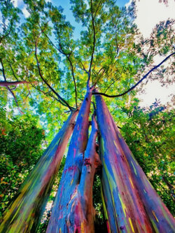 ต้น ยูคาลิปตัส ยูคา สีรุ้ง ยูคาลิปตัสสีรุ้ง สูง 50-70 ซ.ม. เพาะเมล็ด อายุต้น 1 ปี+