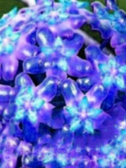 โฮย่าสีน้ำเงิน (Blue Hoya) / 100 เม็ด (หายาก)