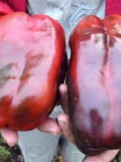 พริกหวานยักษ์ สีแดง / 40 เม็ด (Ukraine)