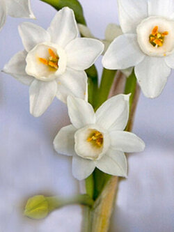 ดารารัตน์ (Narcissus dubias) สีขาว / 5 เม็ด (Spain)