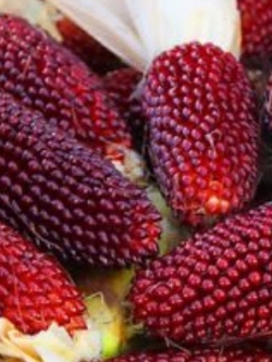 ข้าวโพดสตรอเบอรี่ (Corn Strawberry) สีแดง / 15 เม็ด (UK)