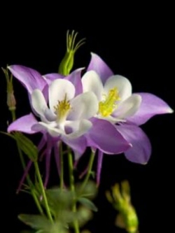 โคลัมบายน์ (Columbine) สีม่วง / 50 เม็ด