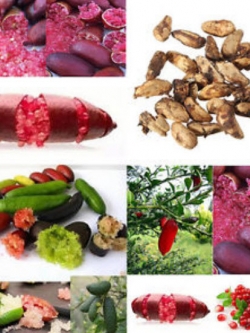 มะนาวนิ้ว (Finger lime) คละ / 20 เม็ด (นอก)