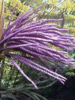 ปาล์มนิคาอู (Nikau palm / Rhopalostylis sapida) / 5 เม็ด (NZ)*