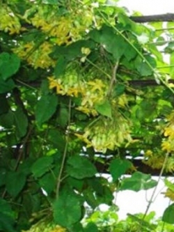 ขจร / สลิด (Cowslip creeper) / 15 เม็ด