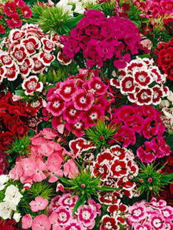 สวีท วิลเลี่ยม หรือผีเสื้อช่อ (Sweet William) คละ / 1,000 เม็ด (UK)