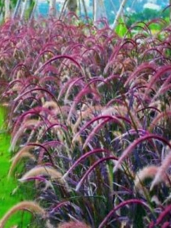 หญ้าน้ำพุ (Fountain grass setaceum) / 100 เม็ด (China)