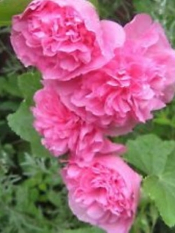 ฮอลลี่ฮ็อคชมพู (Pink Hollyhock) / 50 เม็ด (Ukraine)