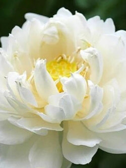 บัวฉัตร ขาวซ้อน หรือสัตตบุตย์ / 5 เม็ด