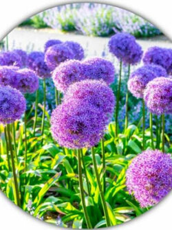 อัลเลี่ยม (Allium giganteum / Giant Onion) / 25 เม็ด (Germany)*