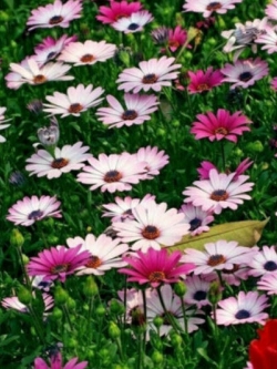 อัฟริกัน เดซี่ (African Daisy) คละ / 100 เม็ด (China)