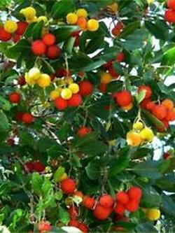 สตรอเบอรี่ต้น / 25 เม็ด (Montenegro)