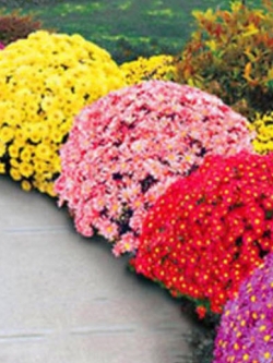 เบญจมาศคลุมดิน (Ground-cover Chrysanthemum) คละสี / 100 เม็ด